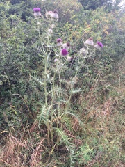 Cirsium eriophorum