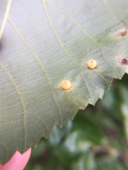 Caryomyia hirtidolium