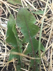 Taraxacum officinale