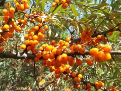 Hippophae rhamnoides