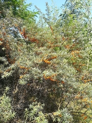 Hippophae rhamnoides