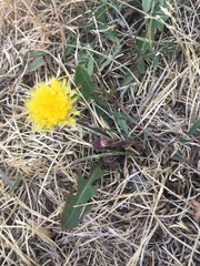 Taraxacum officinale