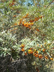 Hippophae rhamnoides