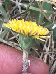 Taraxacum officinale