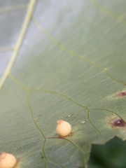 Caryomyia hirtidolium