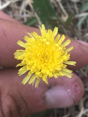 Taraxacum officinale