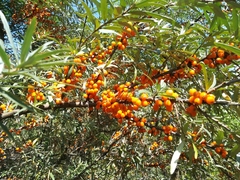 Hippophae rhamnoides