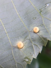 Caryomyia hirtidolium