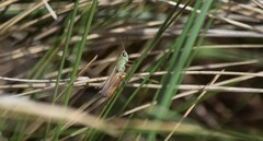 Amblytropidia australis