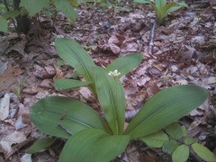 Clintonia umbellulata