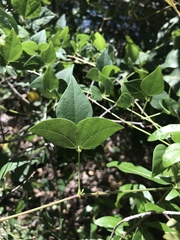 Phaseolus polystachios