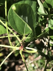 Phaseolus polystachios