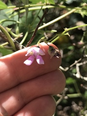 Phaseolus polystachios