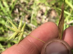 Carex folliculata