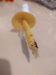 Amanita parcivolvata