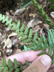 Dryopteris ludoviciana