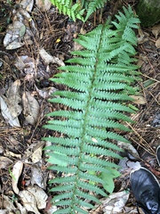 Dryopteris ludoviciana