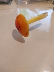 Amanita parcivolvata