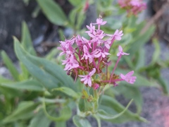 Centranthus ruber