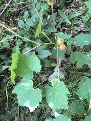 Ampelomyia vitispomum