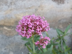 Centranthus ruber