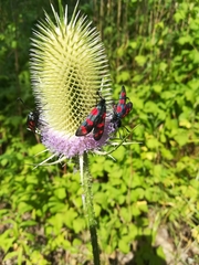 Zygaena filipendulae