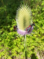 Zygaena filipendulae