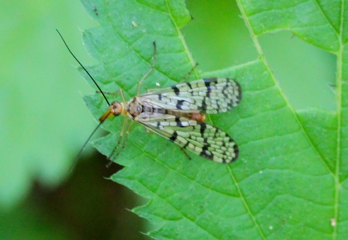 Panorpa maculosa