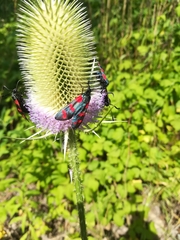 Zygaena filipendulae
