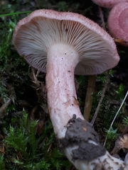 Lactarius spinosulus
