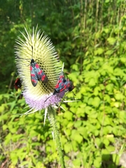 Zygaena filipendulae