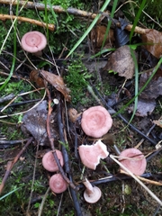 Lactarius spinosulus