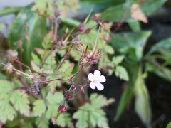Geranium robertianum