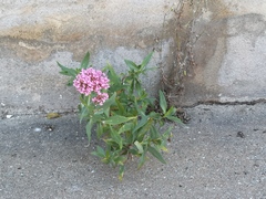 Centranthus ruber