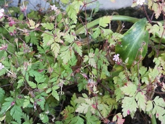 Geranium robertianum