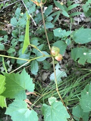 Ampelomyia vitispomum