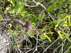 Aristolochia bilobata