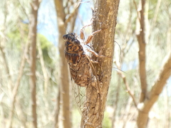 Cicada barbara