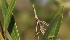 Tetanorhynchini