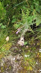 Cirsium filipendulum
