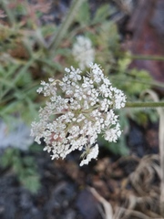 Daucus carota