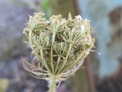 Daucus carota