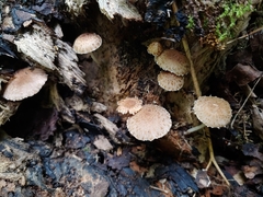 Cystoagaricus
