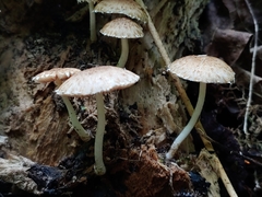 Cystoagaricus