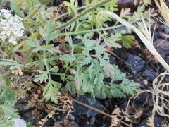 Daucus carota