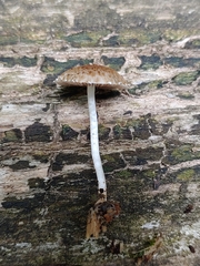 Cystoagaricus