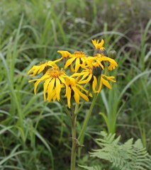 Ligularia dentata