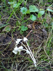 Psathyrella debilis