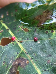 Zopheroteras sphaerula