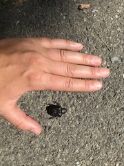 Osmoderma subplanata